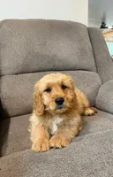Tango, a male Miniature Goldendoodle for sale in Millerstown, PA – 1 of 5