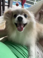 Hazel, a female Pomeranian for sale in Winter Garden, FL – Photo 8 of 9