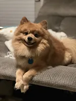 Hazel, a female Pomeranian for sale in Winter Garden, FL – Photo 9 of 9