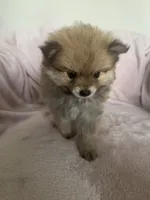 Hazel, a female Pomeranian for sale in Winter Garden, FL – Photo 3 of 9