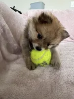 Hazel, a female Pomeranian for sale in Winter Garden, FL – Photo 7 of 9