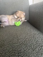 Hazel, a female Pomeranian for sale in Winter Garden, FL – Photo 4 of 9