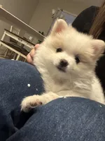 Snow, a female Pomeranian for sale in Winter Garden, FL – Photo 1 of 10