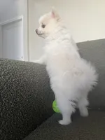 Snow, a female Pomeranian for sale in Winter Garden, FL – Photo 7 of 10