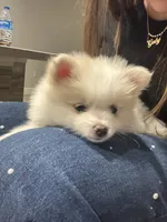 Snow, a female Pomeranian for sale in Winter Garden, FL – Photo 3 of 10