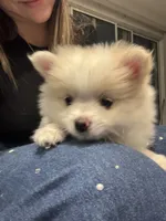 Snow, a female Pomeranian for sale in Winter Garden, FL – Photo 4 of 10