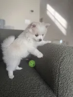 Snow, a female Pomeranian for sale in Winter Garden, FL – Photo 6 of 10