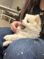 Snow, a female Pomeranian for sale in Winter Garden, FL – Photo 2 of 10