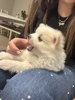 Snow, a female Pomeranian for sale in Winter Garden, FL – Photo 5 of 10