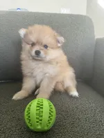 Mel, a female Pomeranian for sale in Winter Garden, FL – Photo 4 of 10