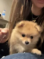 Mel, a female Pomeranian for sale in Winter Garden, FL – Photo 2 of 10