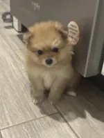 Mel, a female Pomeranian for sale in Winter Garden, FL – Photo 7 of 10