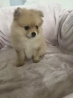 Mel, a female Pomeranian for sale in Winter Garden, FL – Photo 5 of 10