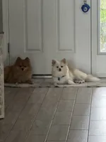 Mel, a female Pomeranian for sale in Winter Garden, FL – Photo 8 of 10