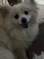 Mel, a female Pomeranian for sale in Winter Garden, FL – Photo 9 of 10