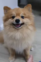 Mel, a female Pomeranian for sale in Winter Garden, FL – Photo 10 of 10