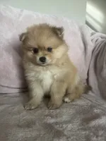 Cornelius, a male Pomeranian for sale in Winter Garden, FL – Photo 2 of 10