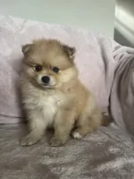 Cornelius, a male Pomeranian for sale in Winter Garden, FL – Photo 7 of 10