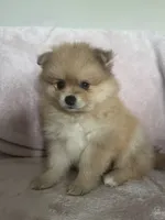 Cornelius, a male Pomeranian for sale in Winter Garden, FL – Photo 6 of 10