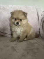 Cornelius, a male Pomeranian for sale in Winter Garden, FL – Photo 3 of 10