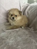 Cornelius, a male Pomeranian for sale in Winter Garden, FL – Photo 5 of 10