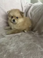 Cornelius, a male Pomeranian for sale in Winter Garden, FL – Photo 4 of 10