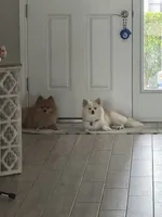 Cornelius, a male Pomeranian for sale in Winter Garden, FL – Photo 8 of 10