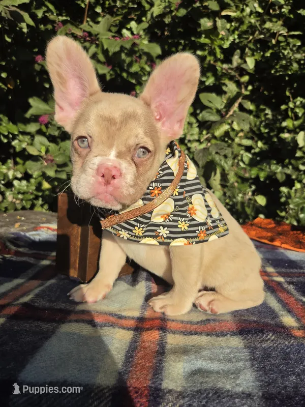 Diane Coco Rojo Merle girl  – French Bulldog puppy for sale in Brooksville, FL