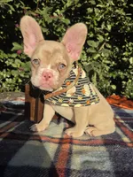 Diane Coco Isabella Merle girl , a female French Bulldog for sale in Brooksville, FL – 2 of 10