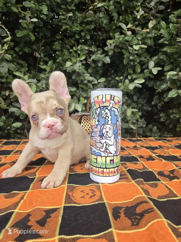 Diane Coco Rojo Merle girl  – French Bulldog puppy for sale in Brooksville, FL