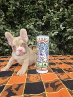 Diane Coco Rojo Merle girl , a female French Bulldog for sale in Brooksville, FL – 8 of 9