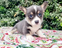 Billy Blue Tri #1, a male Pembroke Welsh Corgi for sale in Brooksville, FL – Photo 2 of 9
