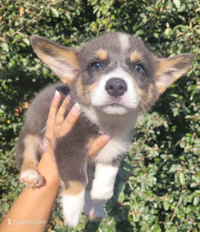 Billy Blue Tri #1 – Pembroke Welsh Corgi puppy for sale in Brooksville, FL