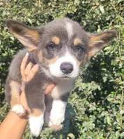 Billy Blue Tri #1, a male Pembroke Welsh Corgi for sale in Brooksville, FL – 7 of 7