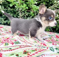 Billy Blue Tri #1, a male Pembroke Welsh Corgi for sale in Brooksville, FL – Photo 4 of 9