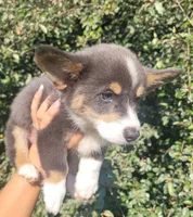 Billy Blue Tri #1, a male Pembroke Welsh Corgi for sale in Brooksville, FL – 6 of 7