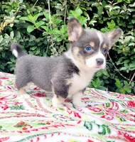 Billy Blue Tri #1, a male Pembroke Welsh Corgi for sale in Brooksville, FL – Photo 3 of 9