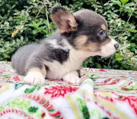 Billy Blue Tri #1, a male Pembroke Welsh Corgi for sale in Brooksville, FL – Photo 6 of 9