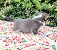 Billy Blue Tri #1, a male Pembroke Welsh Corgi for sale in Brooksville, FL – Photo 7 of 9