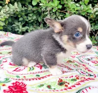 Billy Blue Tri #1, a male Pembroke Welsh Corgi for sale in Brooksville, FL – Photo 5 of 9