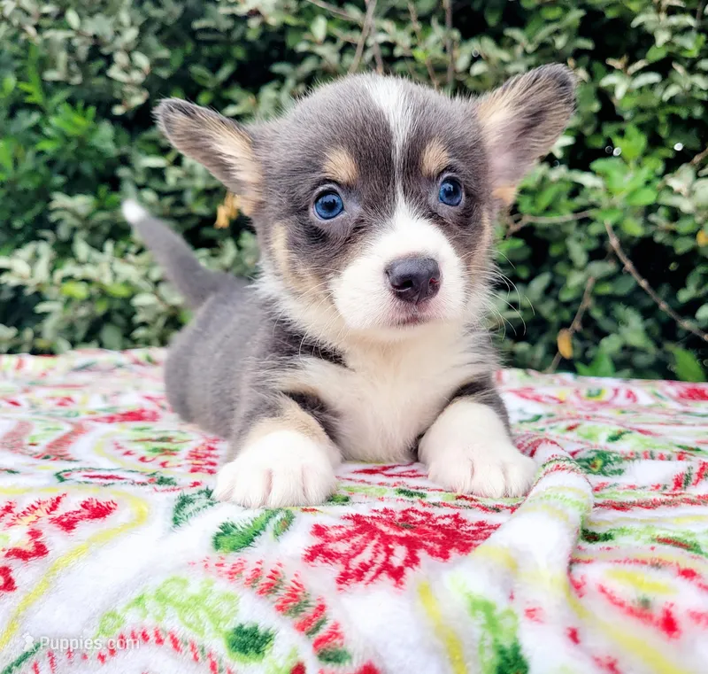 Billy Blue Tri #1 – Pembroke Welsh Corgi puppy for sale in Brooksville, FL