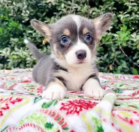 Billy Blue Tri #1, a male Pembroke Welsh Corgi for sale in Brooksville, FL – Photo 1 of 9