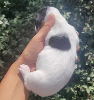 Jasmine black tan pied , a female Chiweenie for sale in Brooksville, FL – 6 of 8