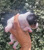 Jasmine black tan pied , a female Chiweenie for sale in Brooksville, FL – 2 of 8
