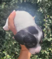 Jasmine black tan pied , a female Chiweenie for sale in Brooksville, FL – 3 of 8