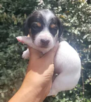 Jasmine black tan pied , a female Chiweenie for sale in Brooksville, FL – 7 of 8