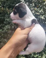 Jasmine black tan pied , a female Chiweenie for sale in Brooksville, FL – 5 of 8