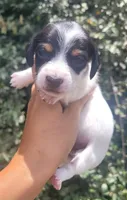 Jasmine black tan pied , a female Chiweenie for sale in Brooksville, FL – 4 of 8