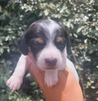 Jasmine black tan pied , a female Chiweenie for sale in Brooksville, FL – 1 of 8