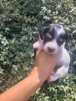 Jasmine black tan pied , a female Chiweenie for sale in Brooksville, FL – 8 of 8